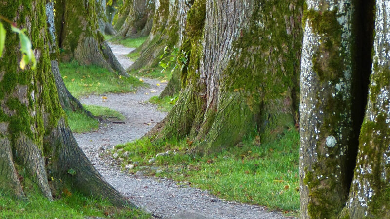 Warum neurodivergente Menschen besondere Wege gehen – wie Coaching hilft
